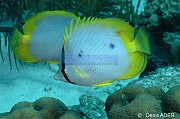 Chaetodon-ocellatus Papillon a tache dorsale-Bonaire South Bay-9m-20180218-Denis-ADER-DSC_6540_tn